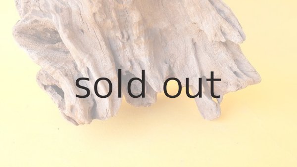 画像2: 変形流木 (2)