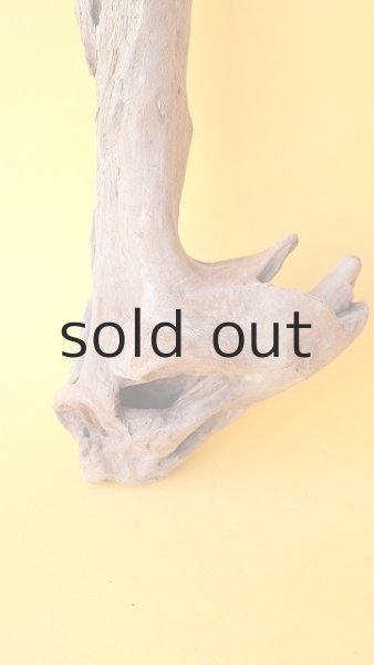 画像2: 変形流木 (2)