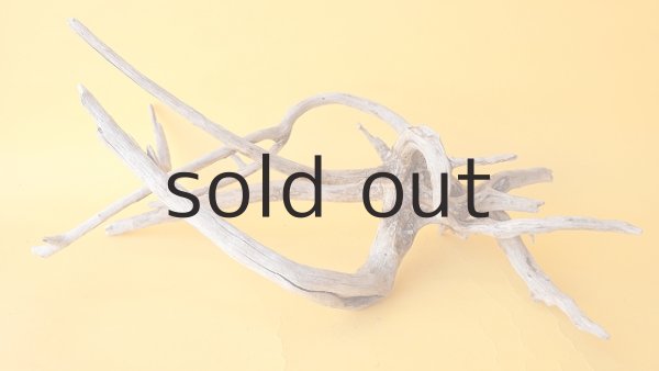 画像5: 流木根 (5)