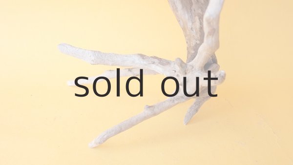 画像2: 流木根 (2)