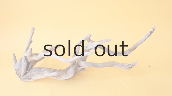 画像4: 流木根 (4)