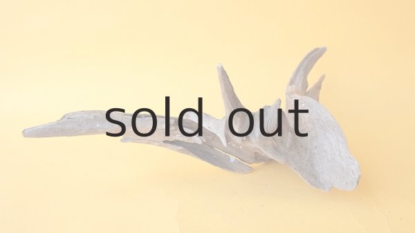 画像4: 変形流木 (4)