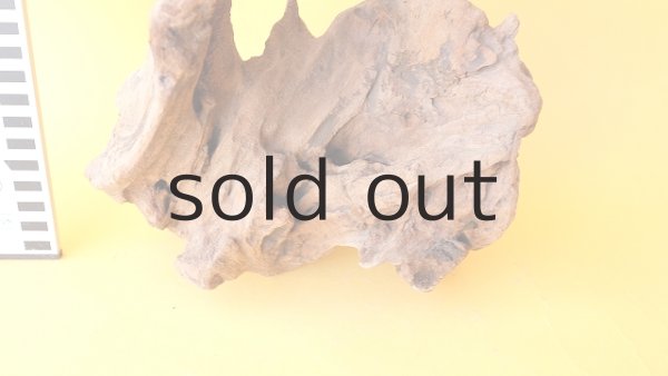 画像4: 変形流木 (4)