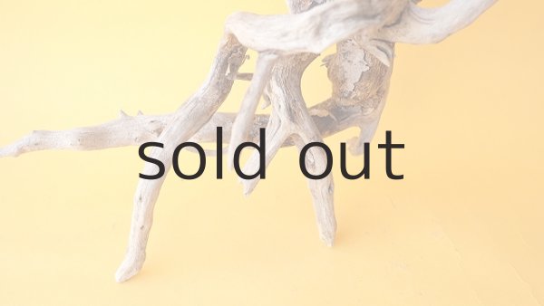 画像2: 流木根 (2)