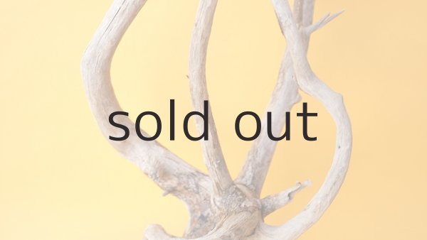 画像3: 流木根 (3)