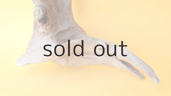 画像2: 変形流木 (2)