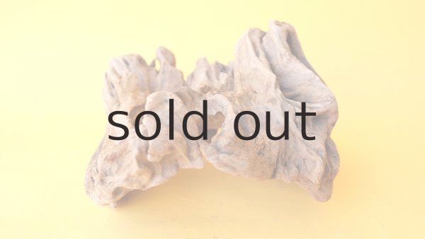 画像8: 変形流木 (8)