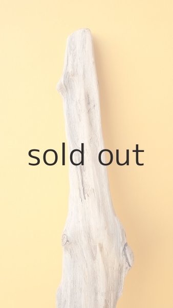 画像3: 流木根 (3)