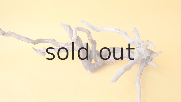 画像5: 流木根 (5)