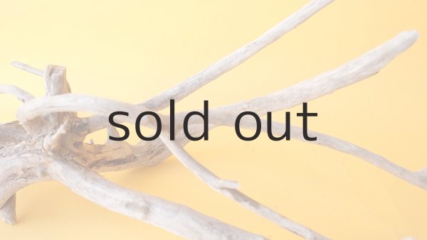 画像7: 流木根 (7)