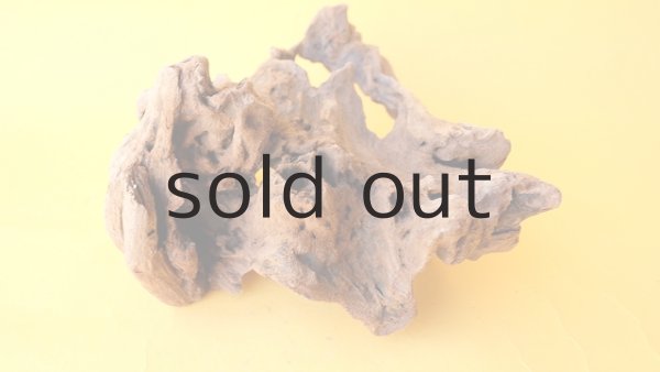 画像6: 変形流木 (6)