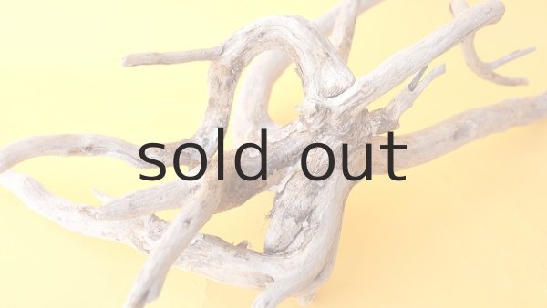 画像8: 流木根 (8)