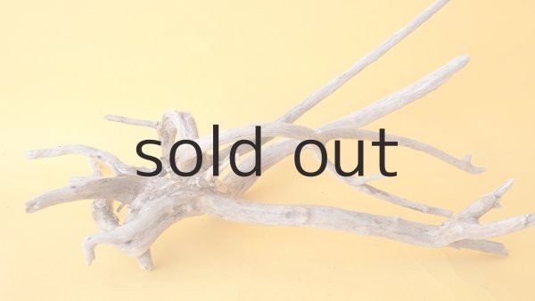 画像6: 流木根 (6)