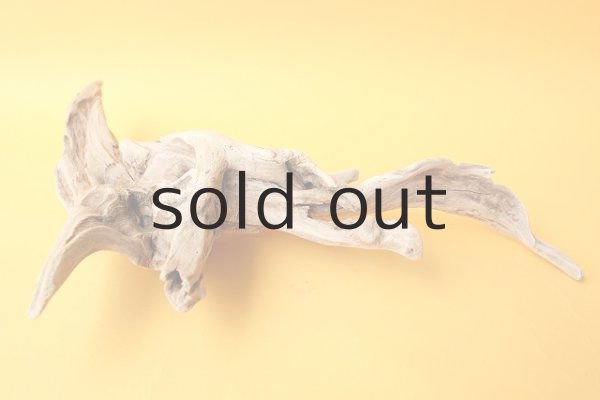 画像5: 流木根 (5)