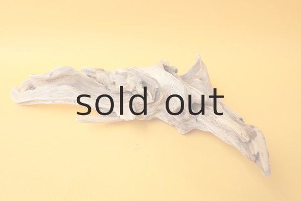 画像4: 流木根 (4)