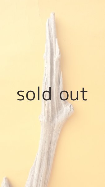 画像4: 変形流木 (4)