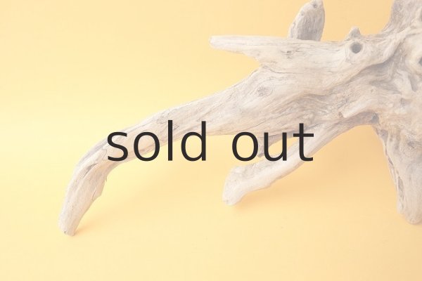 画像2: 流木根 (2)