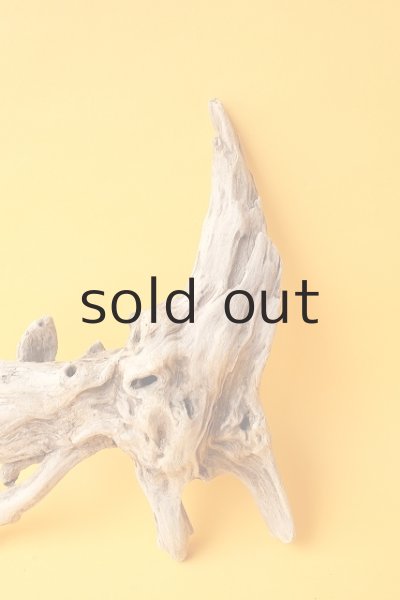 画像3: 流木根 (3)