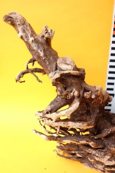 画像8: 流木根 (8)