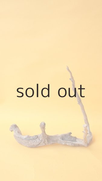 画像2: 流木根 (2)