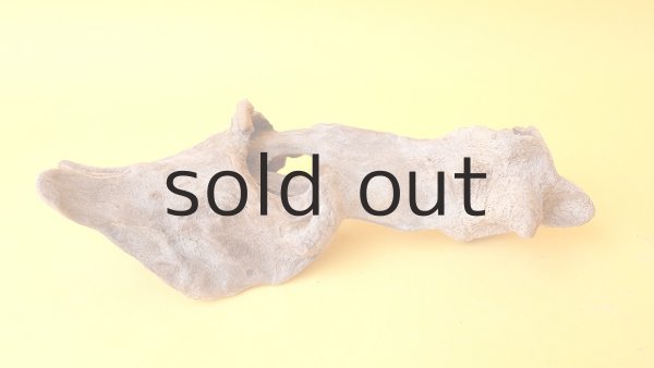 画像2: 変形流木 (2)