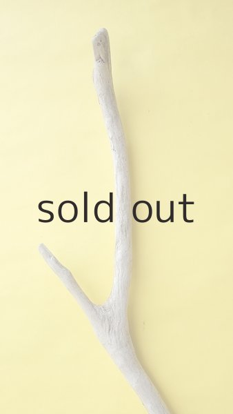 画像4: 幹流木 (4)