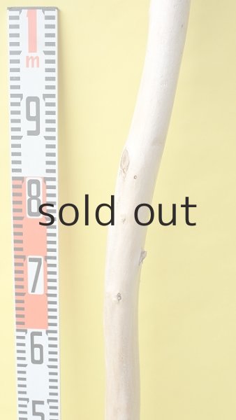 画像6: 幹流木 (6)