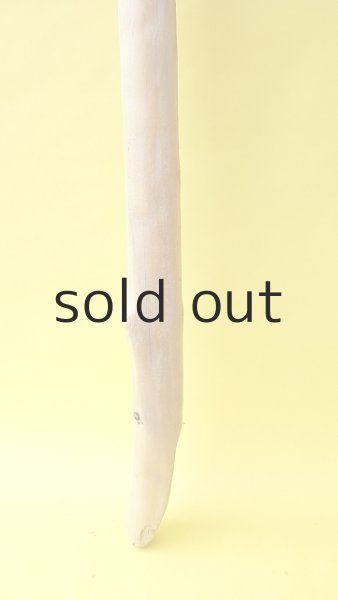 画像2: 幹流木 (2)