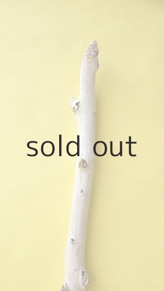 画像4: 幹流木 (4)