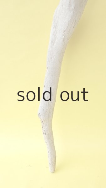 画像2: 幹流木 (2)