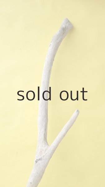 画像5: 幹流木 (5)