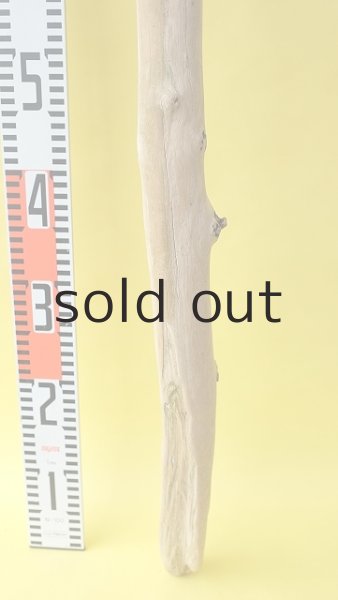 画像5: 幹流木 (5)