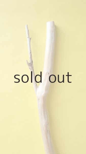 画像4: 幹流木 (4)