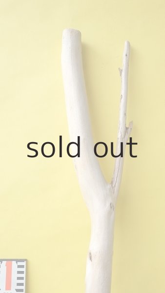 画像5: 幹流木 (5)