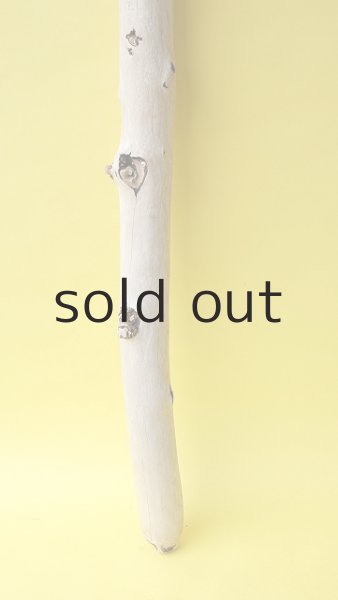 画像2: 幹流木 (2)