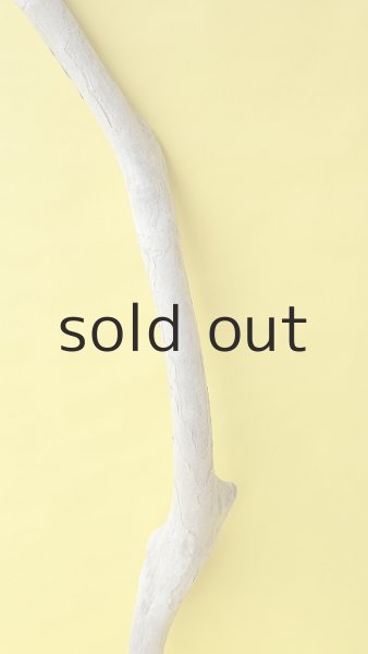 画像3: 幹流木 (3)