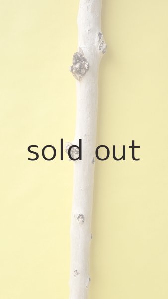 画像3: 幹流木 (3)