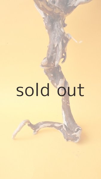 画像2: 流木根 (2)