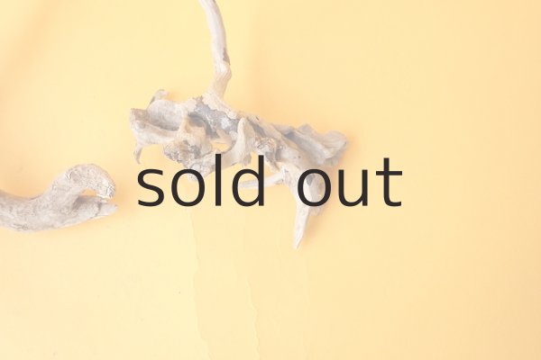 画像4: ミニ流木根セット (4)