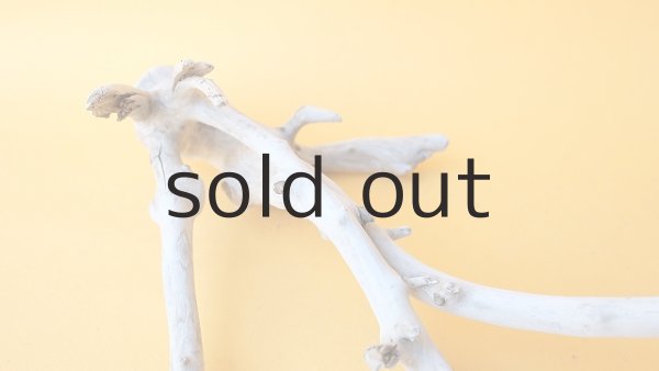 画像6: 小枝流木 (6)