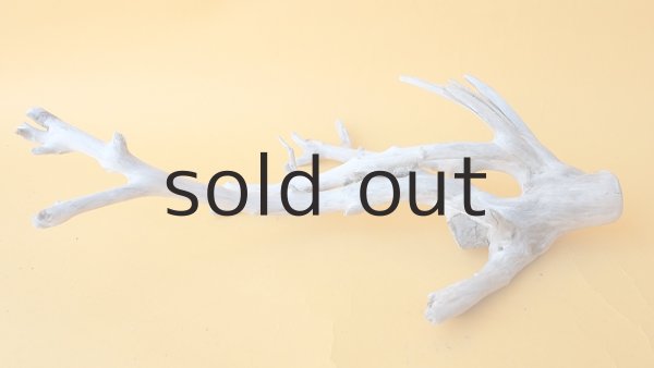 画像4: 小枝流木 (4)