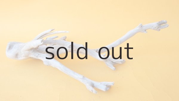 画像5: 小枝流木 (5)