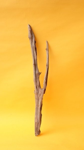 画像1: 小枝流木 (1)