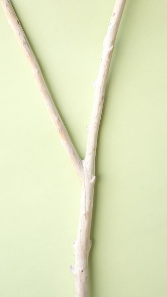 画像3: 枝流木 (3)