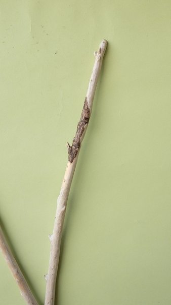 画像4: 枝流木 (4)