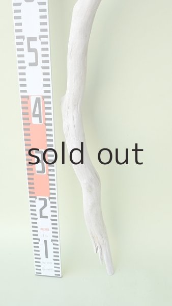 画像5: 枝流木 (5)