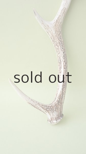 画像2: デコール用二ホンジカの角 (2)