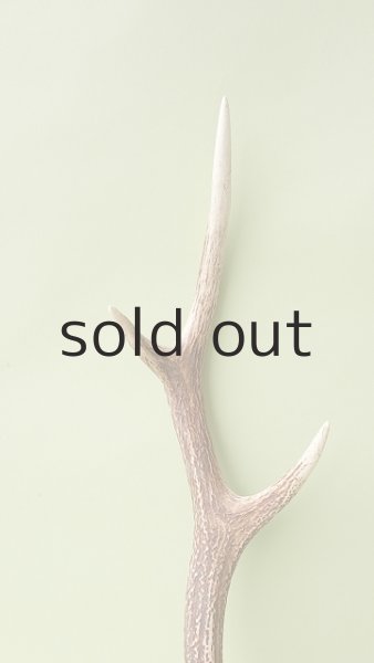 画像3: デコール用二ホンジカの角 (3)