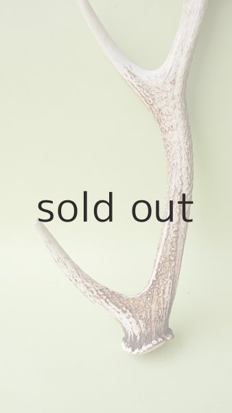 画像2: デコール用二ホンジカの角 (2)