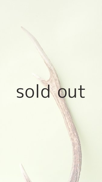 画像3: デコール用二ホンジカの角 (3)